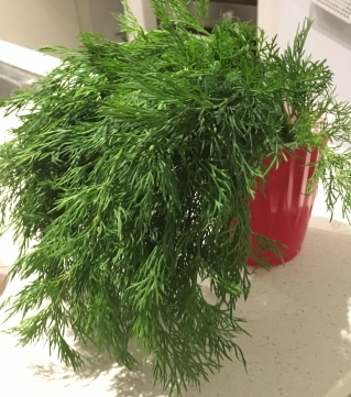 So much dill for $2!